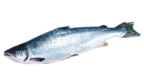 АРОСА - купить лосось (тушка, б/г, с/г) оптом для ресторанов и кафе HoReCa