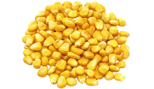 АРОСА - купить кукуруза зерно оптом для ресторанов и кафе HoReCa